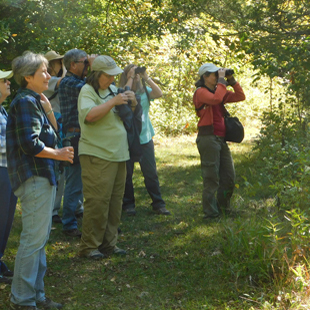 Birding