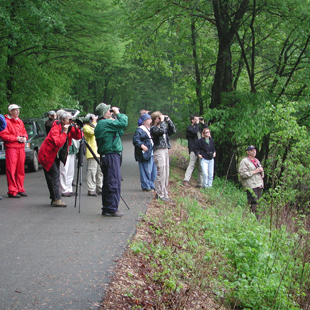 Birding